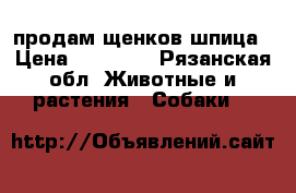 продам щенков шпица › Цена ­ 12 000 - Рязанская обл. Животные и растения » Собаки   